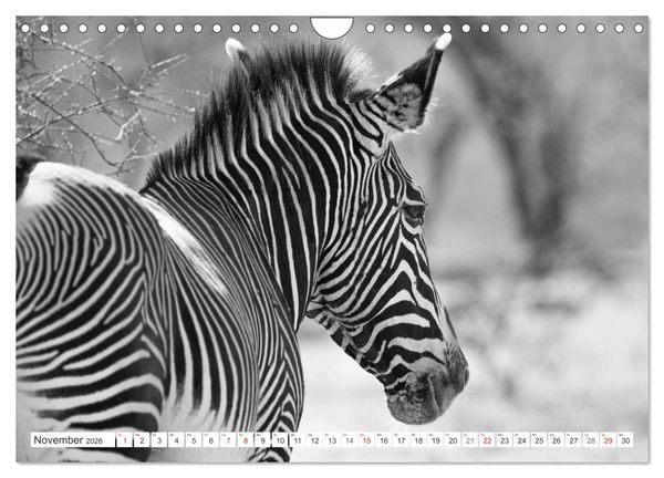 Produktbild: Emotionale Momente: Zebras - black & white. (Wandkalender 2026 DIN A4 quer), CALVENDO Monatskalender