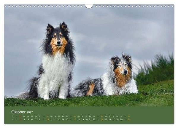 Produktbild: Der Collie der beste Hund der Welt (Wandkalender 2027 DIN A3 quer), CALVENDO Monatskalender