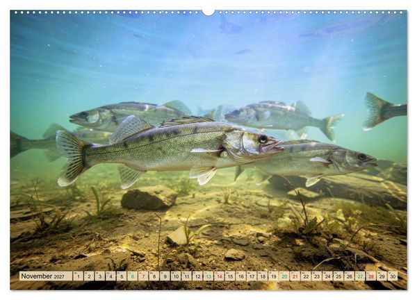 Produktbild: Zander im See (Wandkalender 2027 DIN A2 quer), CALVENDO Monatskalender