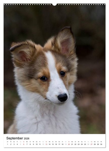 Produktbild: Kleine und gro&szlig;e Hundekinder 2026 (hochwertiger Premium Wandkalender 2026 DIN A2 hoch), Kunstdruck in Hochglanz