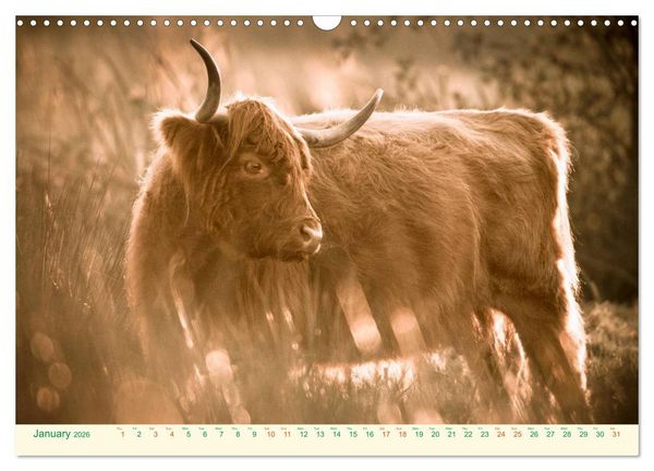Produktbild: The Hairy Cow Calendar (Wall Calendar 2026 DIN A3 landscape), CALVENDO 12 Month Wall Calendar
