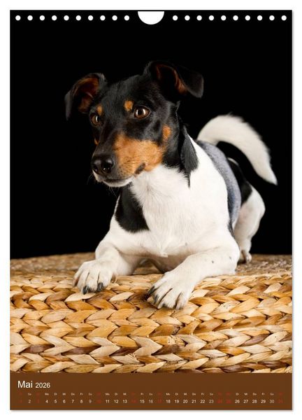 Produktbild: Jack Russell Terrier (Wandkalender 2026 DIN A4 hoch), CALVENDO Monatskalender