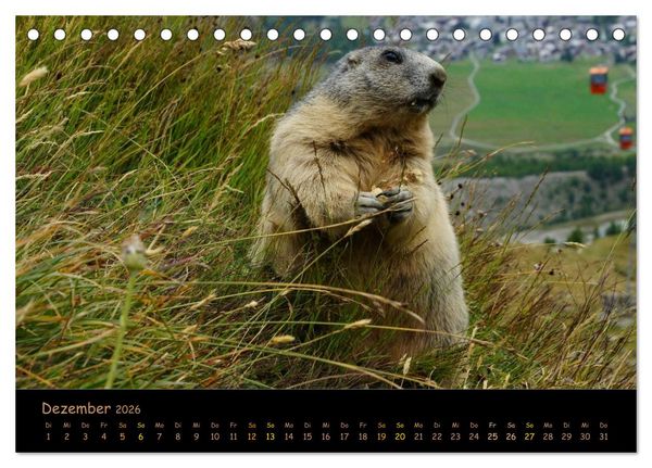 Produktbild: Wildlife - Verspielte Murmeltiere (Tischkalender 2026 DIN A5 quer), CALVENDO Monatskalender