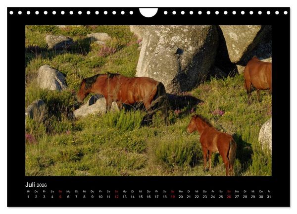 Produktbild: Garranos - Bedrohte Wildpferde Europas (Wandkalender 2026 DIN A4 quer), CALVENDO Monatskalender