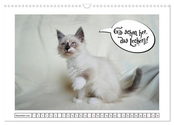 Produktbild: Lustiger Katzenkalender (Wandkalender 2026 DIN A3 quer), CALVENDO Monatskalender