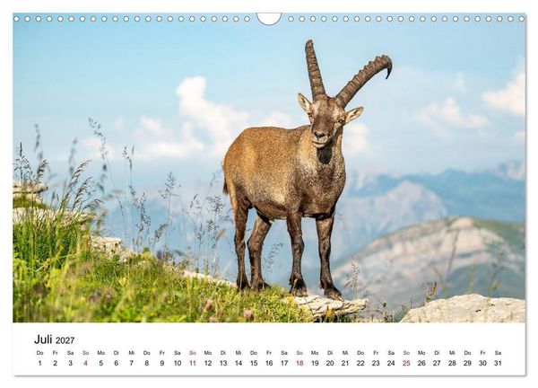 Produktbild: Steinb&ouml;cke - Eindr&uuml;ckliche K&ouml;nige der Alpen (Wandkalender 2027 DIN A3 quer), CALVENDO Monatskalender