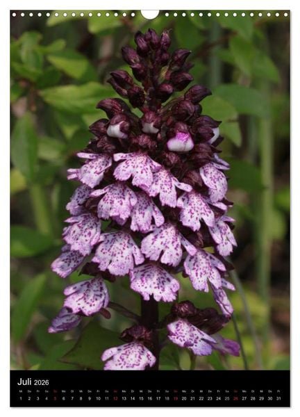 Produktbild: Wildwachsende Orchideen in Deutschland (Wandkalender 2026 DIN A3 hoch), CALVENDO Monatskalender