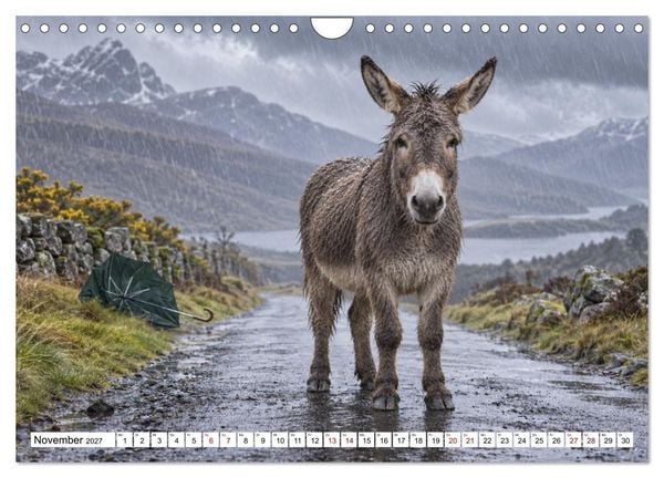 Produktbild: NICHT MEIN PROBLEM - Tiere mit Charakter (Wandkalender 2027 DIN A4 quer), CALVENDO Monatskalender