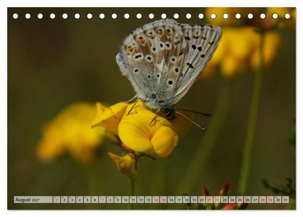 Produktbild: Mit Bl&auml;ulingen durch das Jahr (Tischkalender 2027 DIN A5 quer), CALVENDO Monatskalender
