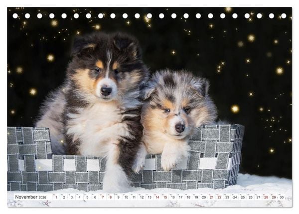 Produktbild: Collies - die sch&ouml;nsten Hunde der Welt (Tischkalender 2026 DIN A5 quer), CALVENDO Monatskalender