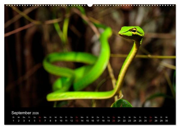 Produktbild: REPTILIEN (Wandkalender 2026 DIN A2 quer), CALVENDO Monatskalender