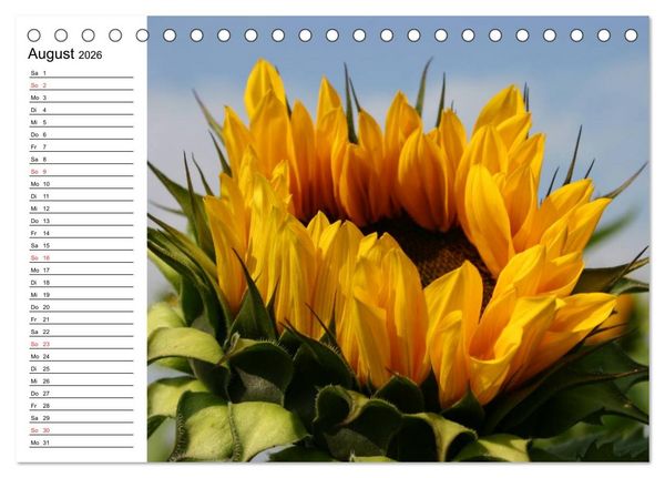 Produktbild: Sonnenblumen Impressionen (Tischkalender 2026 DIN A5 quer), CALVENDO Monatskalender