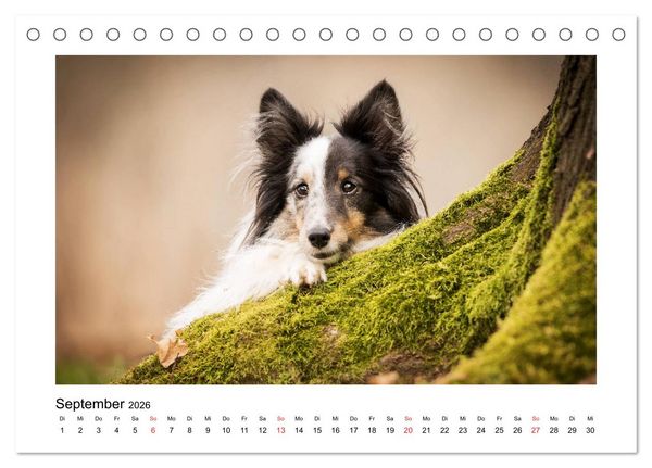 Produktbild: Herzensshelties - Shetland Sheepdogs (Tischkalender 2026 DIN A5 quer), CALVENDO Monatskalender