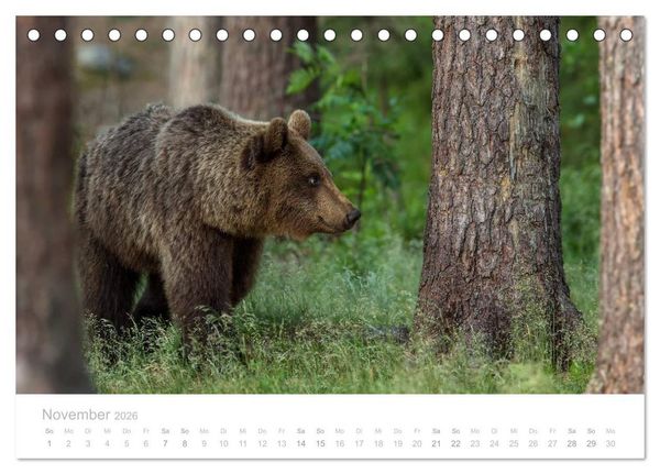 Produktbild: Braunb&auml;ren - pelzige Riesen in Finnlands W&auml;ldern (Tischkalender 2026 DIN A5 quer), CALVENDO Monatskalender