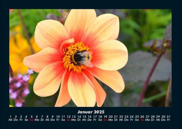 Produktbild: Bienen 2025 Fotokalender DIN A4