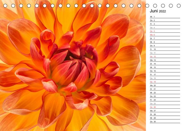 Produktbild: Bl&uuml;hende Dahlien (Tischkalender 2022 DIN A5 quer)