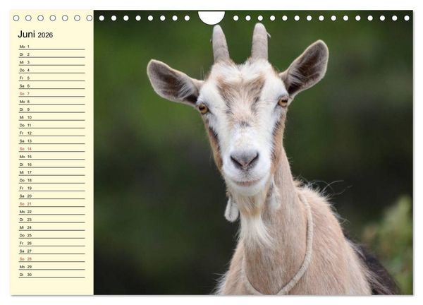 Produktbild: Ziegen. Lustige Ausbruchsk&uuml;nstler (Wandkalender 2026 DIN A4 quer), CALVENDO Monatskalender