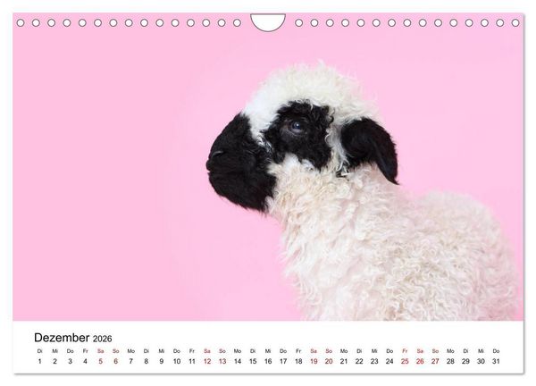 Produktbild: Walliser Schwarznasenschaf Valais Blacknose Sheep (Wandkalender 2026 DIN A4 quer), CALVENDO Monatskalender