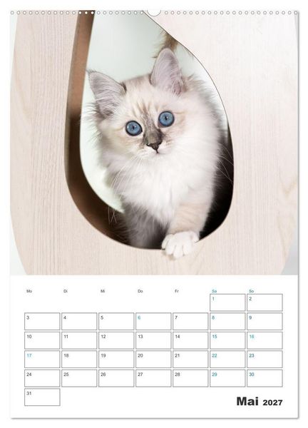 Produktbild: Heilige Birma Kitten Kalender mit Planer (Wandkalender 2027 DIN A2 hoch), CALVENDO Monatskalender