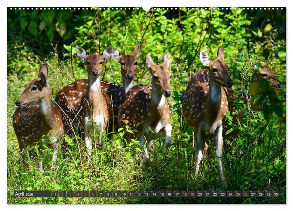 Produktbild: Tiere Indiens close up (hochwertiger Premium Wandkalender 2026 DIN A2 quer), Kunstdruck in Hochglanz