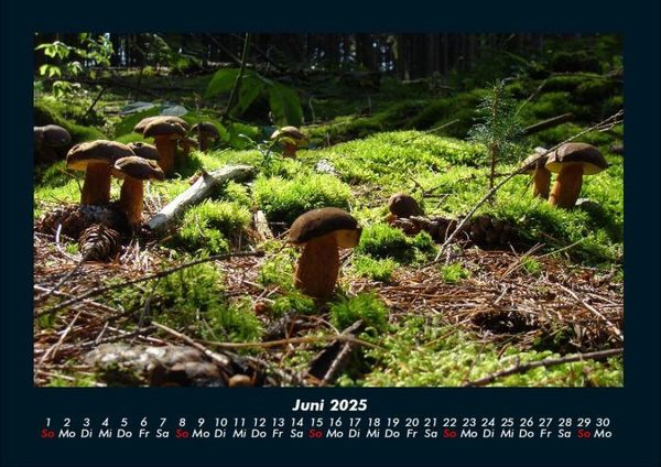 Produktbild: Pilzkalender 2025 Fotokalender DIN A4