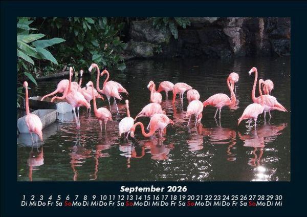 Produktbild: V&ouml;gel 2026 Fotokalender DIN A5