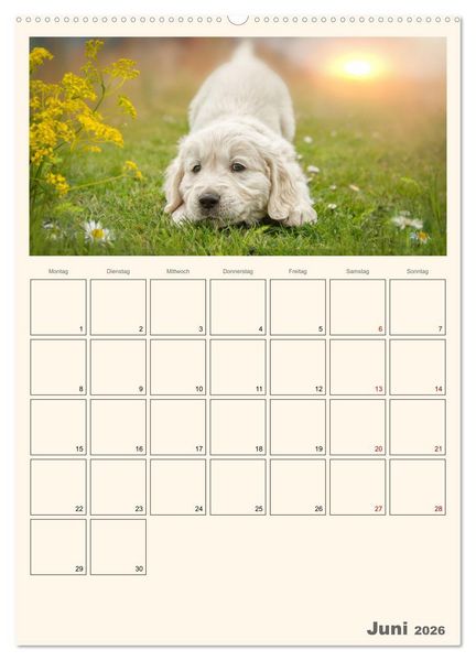 Produktbild: Zauberhafte Golden Retriever (hochwertiger Premium Wandkalender 2026 DIN A2 hoch), Kunstdruck in Hochglanz