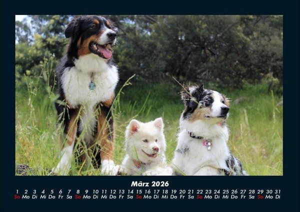 Produktbild: Hunde 2026 Fotokalender DIN A4