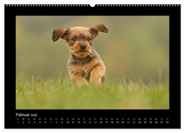 Produktbild: Allerlei Hundekinder (Wandkalender 2026 DIN A2 quer), CALVENDO Monatskalender