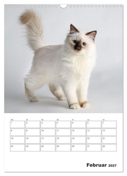 Produktbild: Heilige Birma Kitten Kalender mit Planer (Wandkalender 2027 DIN A3 hoch), CALVENDO Monatskalender
