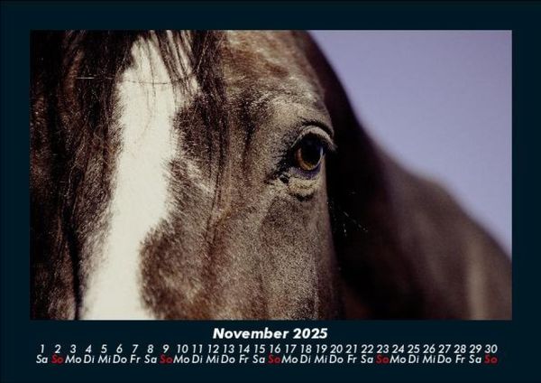 Produktbild: Pferde Kalender 2025 Fotokalender DIN A5