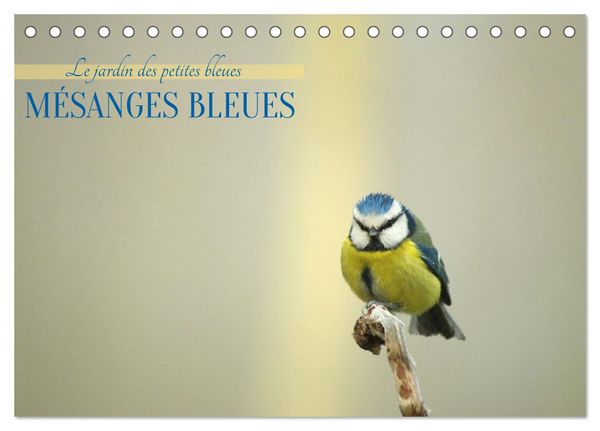 Produktbild: M&eacute;sanges bleues (Calendrier de bureau 2027 DIN A5 vertical), CALVENDO calendrier mensuel