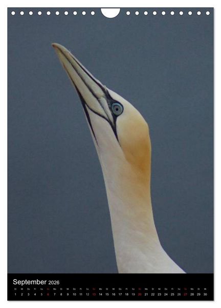 Produktbild: Helgoland in der Nordsee (Wandkalender 2026 DIN A4 hoch), CALVENDO Monatskalender