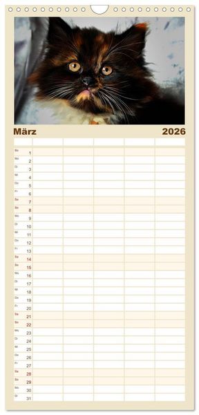 Produktbild: Familienplaner 2026 - Katzen im Portr&auml;t / Geburtstagskalender mit 5 Spalten (Wandkalender, 21 x 45 cm) CALVENDO