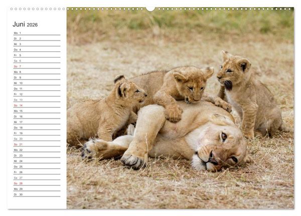 Produktbild: Emotionale Momente: L&ouml;wenbabys - so s&uuml;&szlig;. (hochwertiger Premium Wandkalender 2026 DIN A2 quer), Kunstdruck in Hochglanz