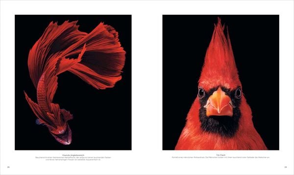 Produktbild: National Geographic Verborgene Welten &ndash; Einzigartige Fotografien