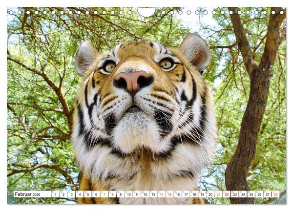 Produktbild: TIGER IMPRESSIONEN Gestreifte Seltenheit auf unserer Erde (Wandkalender 2026 DIN A4 quer), CALVENDO Monatskalender