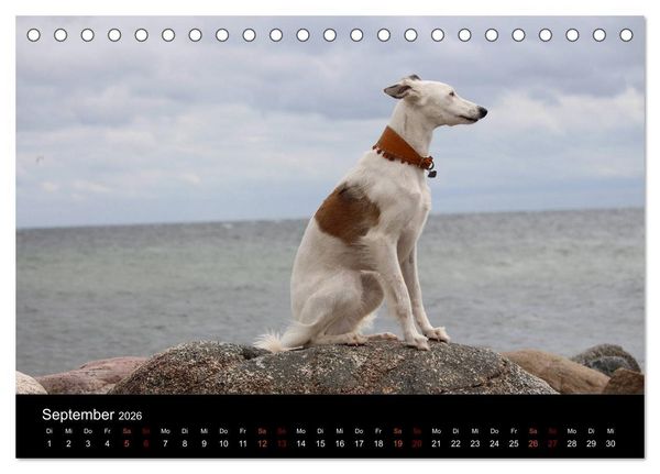 Produktbild: Der Silken Windsprite - ein Seelenhund (Tischkalender 2026 DIN A5 quer), CALVENDO Monatskalender