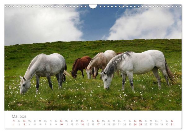 Produktbild: Pferde - Hobby und Leidenschaft (Wandkalender 2026 DIN A3 quer), CALVENDO Monatskalender