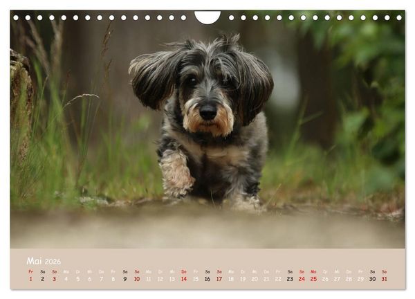 Produktbild: Dackel - lustige Gesellen auf kurzen Beinchen (Wandkalender 2026 DIN A4 quer), CALVENDO Monatskalender
