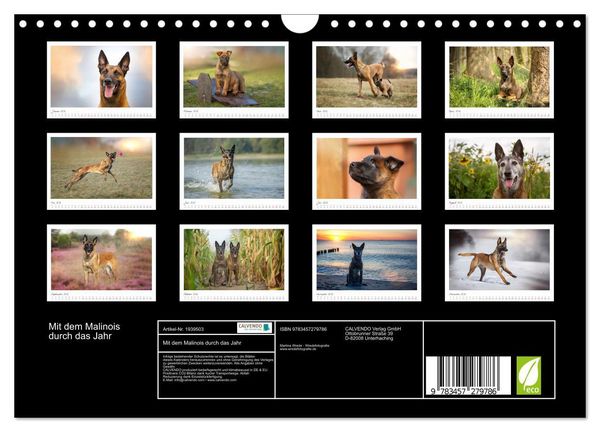 Produktbild: Mit dem Malinois durch das Jahr (Wandkalender 2026 DIN A4 quer), CALVENDO Monatskalender