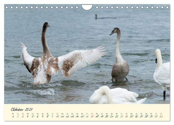 Produktbild: Vom K&uuml;ken zum stolzen Schwan (Wandkalender 2027 DIN A4 quer), CALVENDO Monatskalender