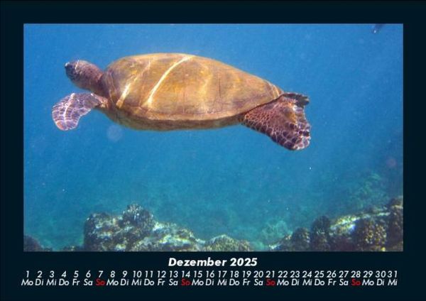 Produktbild: Schildkr&ouml;tenzauber 2025 Fotokalender DIN A5