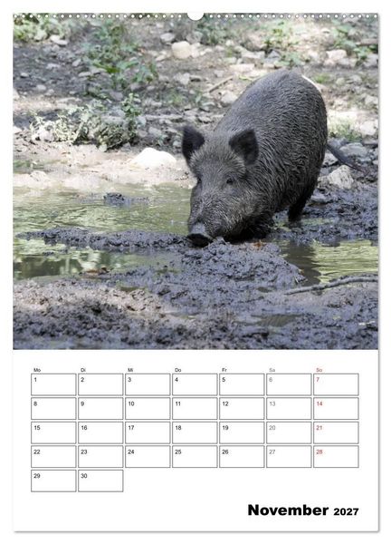 Produktbild: Der wildschweinische Terminplaner (hochwertiger Premium Wandkalender 2027 DIN A2 hoch), Kunstdruck in Hochglanz