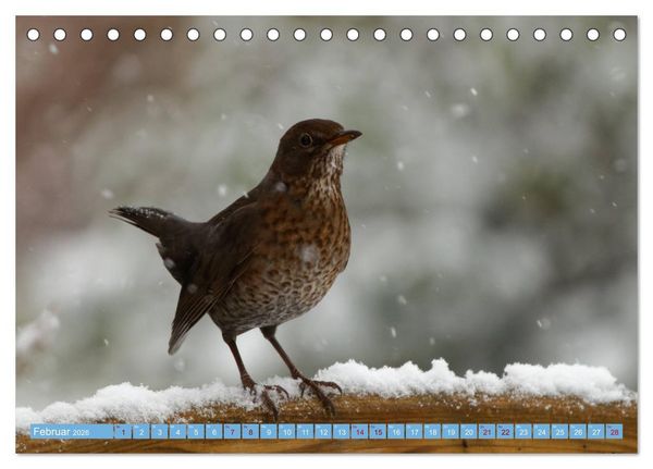 Produktbild: Amsel - Schwarzdrossel fotografiert von Ostfriesenfotografie (Tischkalender 2026 DIN A5 quer), CALVENDO Monatskalender
