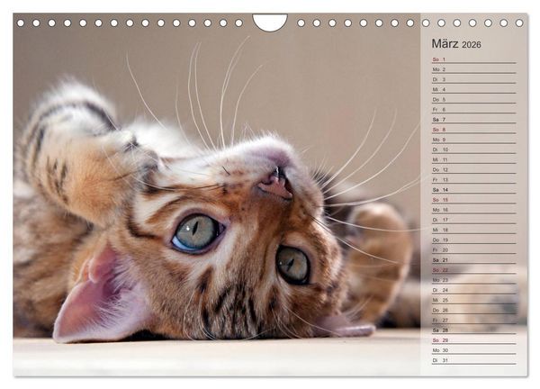 Produktbild: Die Bengalkatze. Edition Jungtiere (Wandkalender 2026 DIN A4 quer), CALVENDO Monatskalender