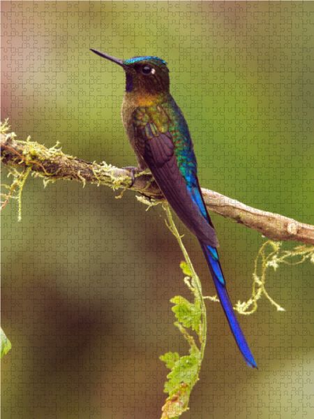 Produktbild: CALVENDO Puzzle Himmelssylphe (Aglaiocercus kingii mocoa) 1000 Teile Lege-Gr&ouml;&szlig;e 48 x 64 cm Foto-Puzzle Bild von Armin Brockner