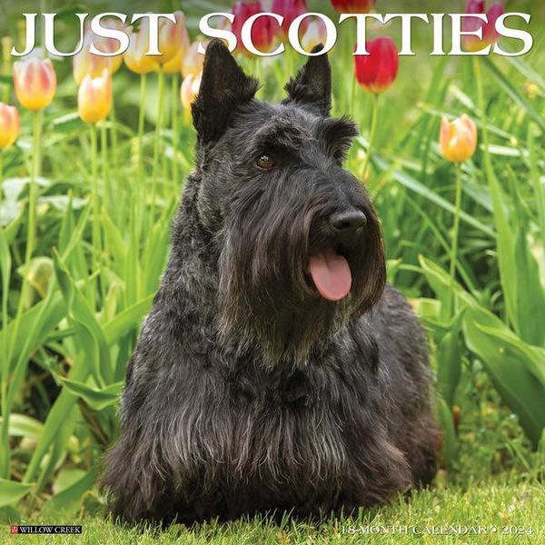 'Just Scotties 2024 12 X 12 Wall Calendar' 'Tierkalender'