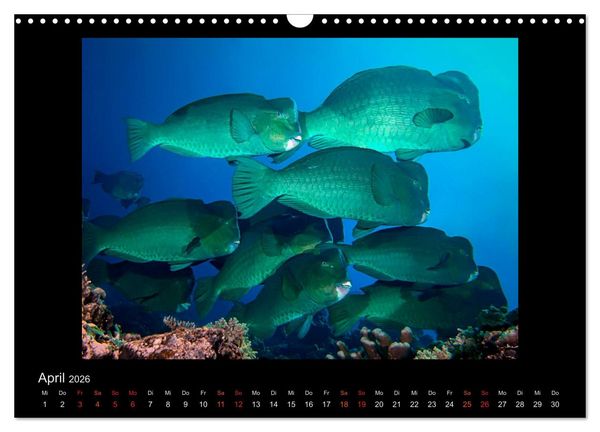 Produktbild: Ocean-Art / CH-Version (Wandkalender 2026 DIN A3 quer), CALVENDO Monatskalender