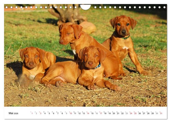 Produktbild: Rhodesian Ridgeback Welpen (Wandkalender 2026 DIN A4 quer), CALVENDO Monatskalender